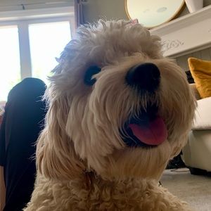 Meet your Posher, Sapna